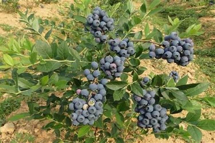 蓝莓树苗:品种介绍、栽培和管理要点