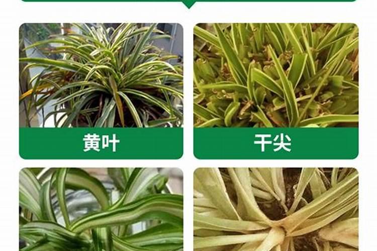 吊兰施什么肥最好