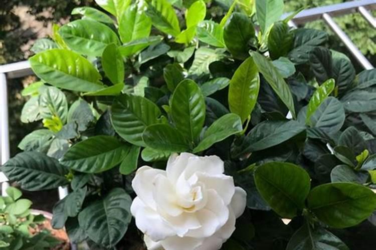 栀子花底肥放什么肥好,底肥施用方法
