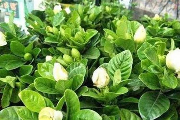 熟黄豆可以做肥料吗