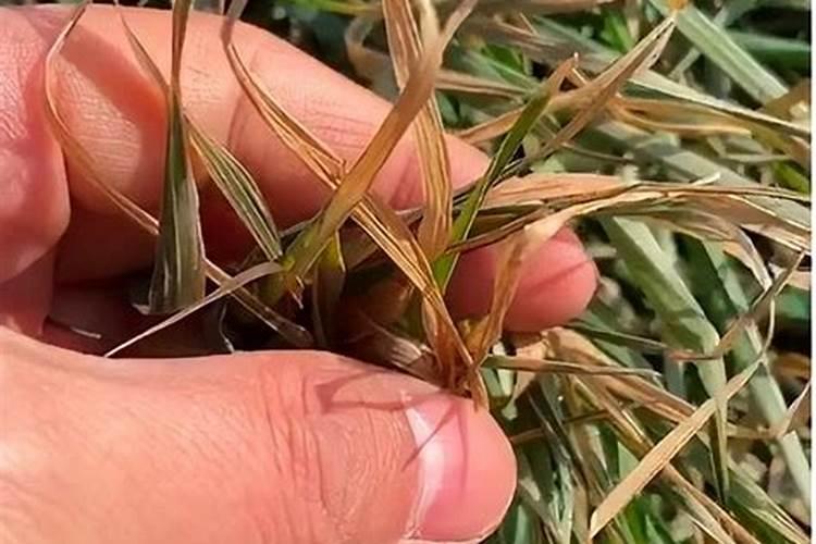 小麦贪青晚熟都是由哪些原因造成的？如何补救？