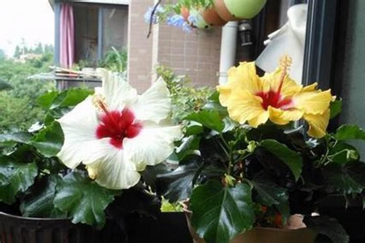 盆栽扶桑花怎么施肥