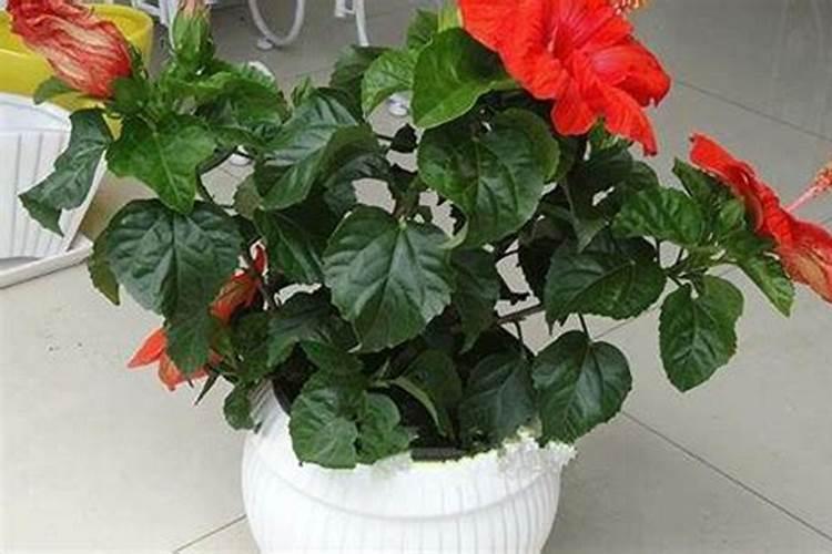 扶桑花上花肥多了根伤了是什么样子