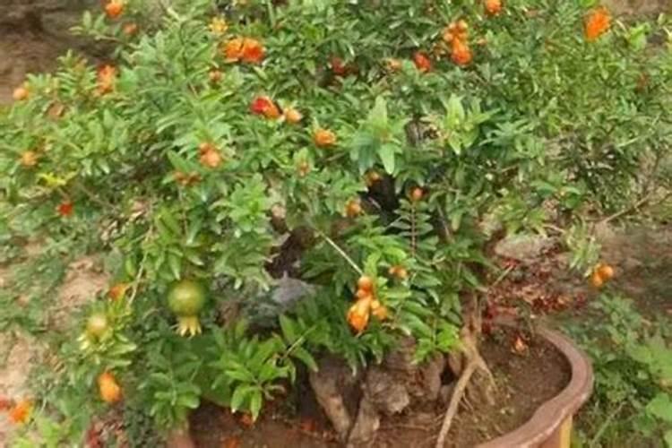 养的石榴八年了不开花,应该怎么办呢？