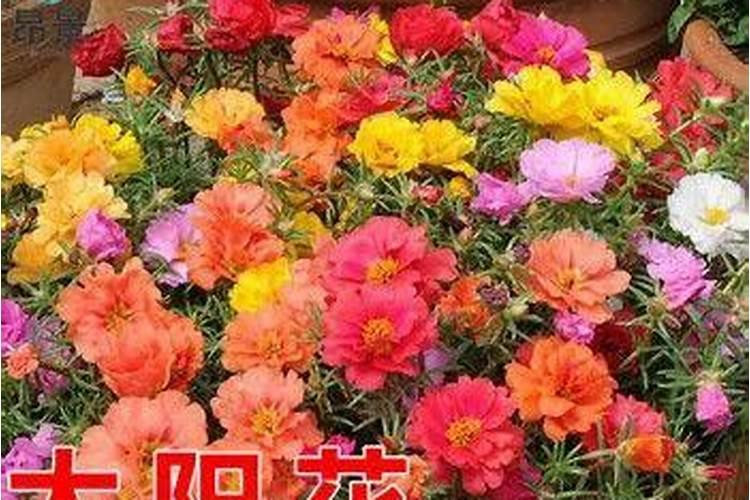牡丹花春天什么时候施肥