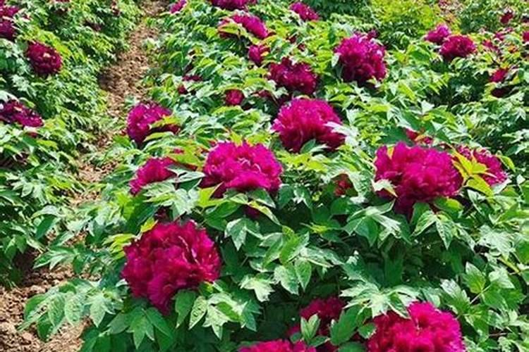 牡丹花正常生长期养护细节
