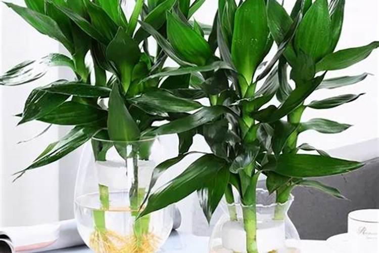 水养植物用什么肥料简单又适用