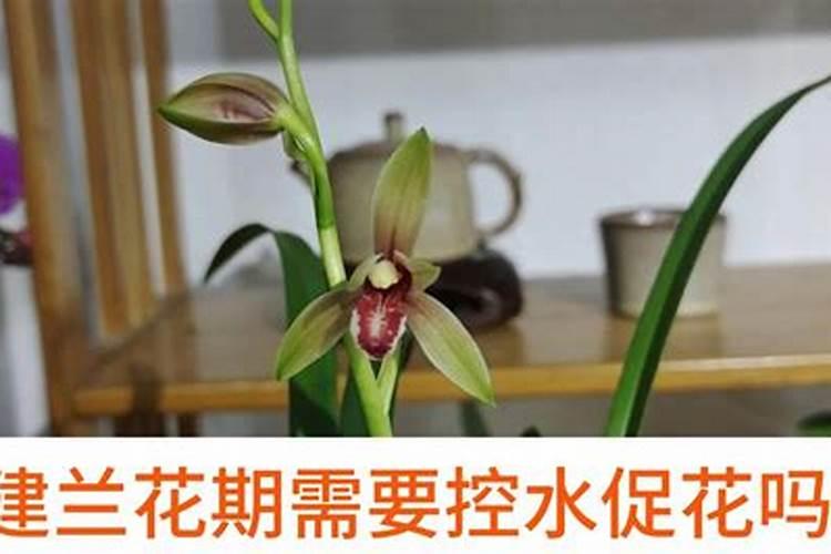 花瓶里面放什么能保鲜
