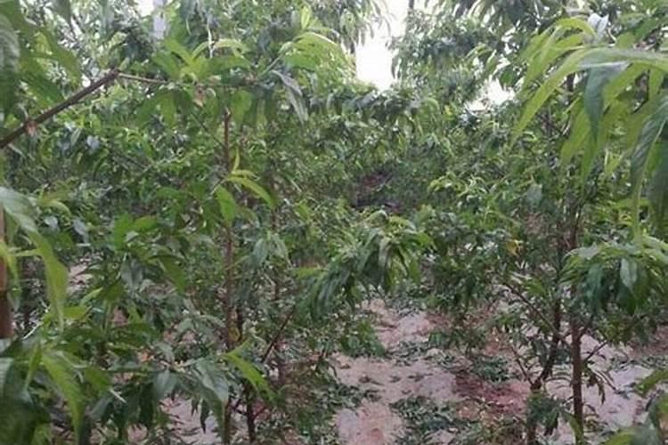 桃树施复合肥氮磷钾比例多少合适？