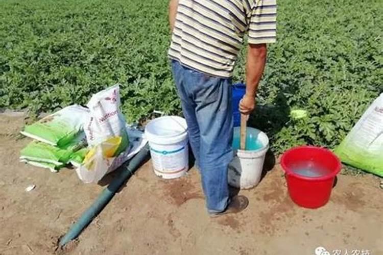 白兰花用什么肥料最好(白兰花怎么施肥长得快开花多)