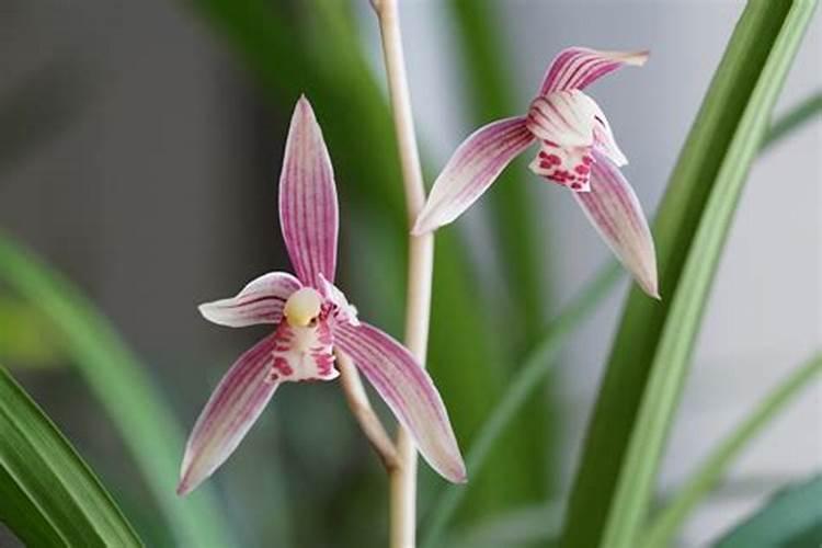 建兰开花后怎样管理