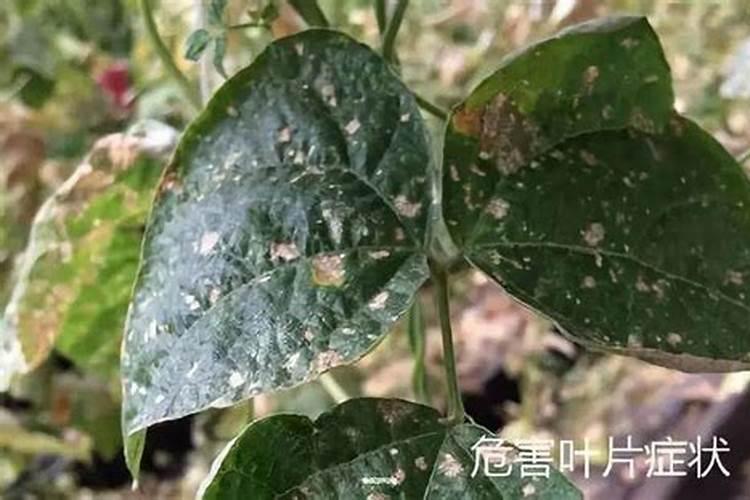 烟草花叶病要用什么药