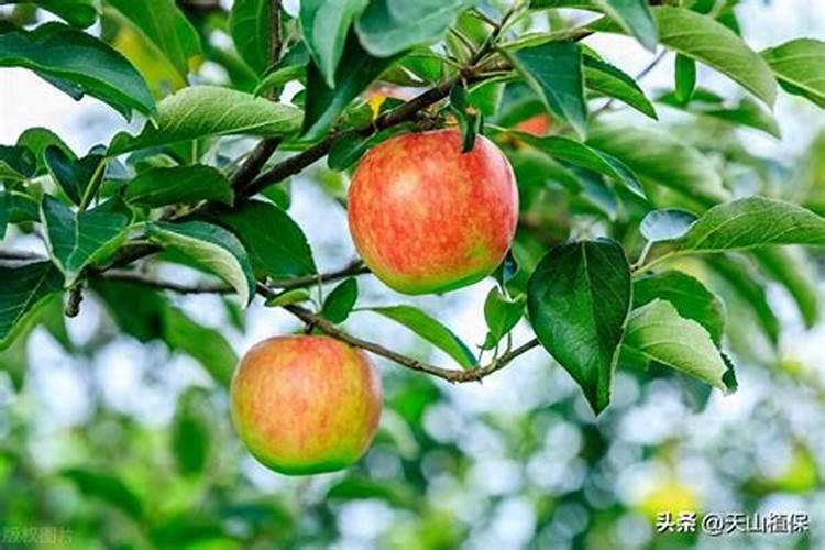 果树施硼肥怎么操作？果树施硼肥有什么用？