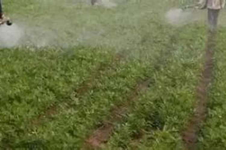 花生叶面肥用什么高产