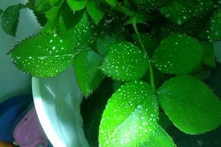 磷酸二氢钾与草木灰混用会怎么样