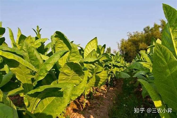 作物氮肥施用过多有哪些危害,怎样防治？