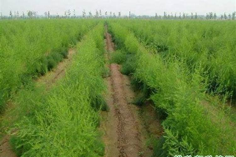 现在芦笋上的什么肥料