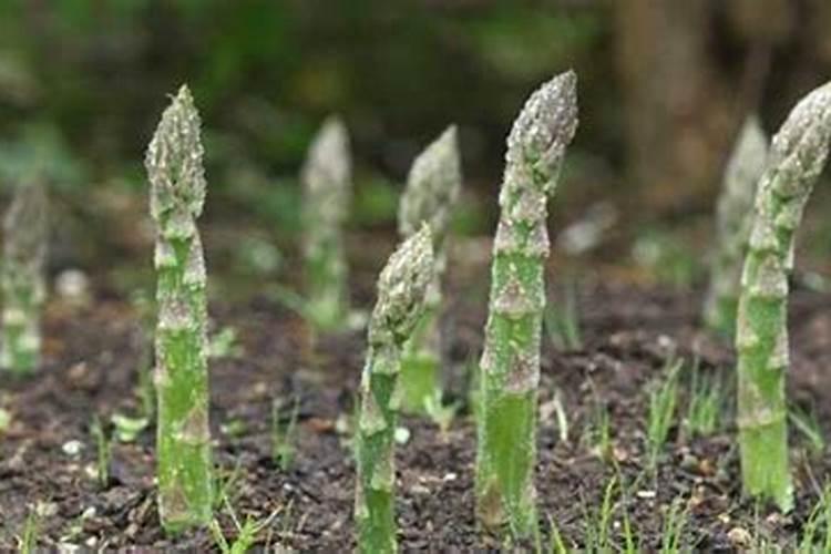 芦笋施什么肥最好