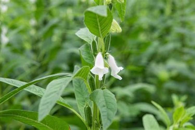 高温芝麻花期可以喷磷酸二氢钾吗