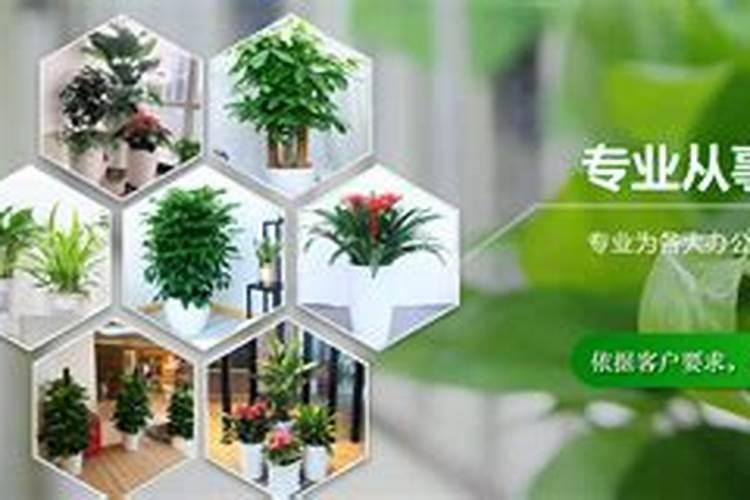 中国知名叶面肥生产厂家有哪些,那家做的比较好？