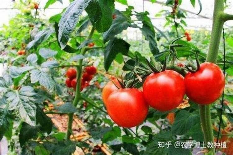 番茄需肥特点 番茄怎么施肥