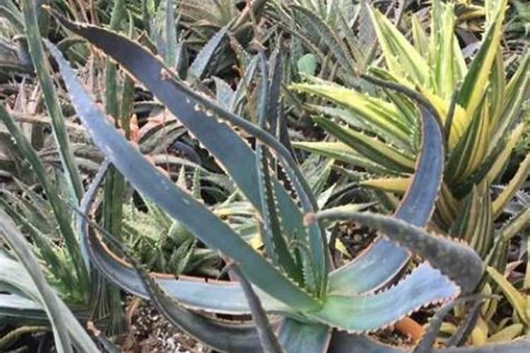 怎么让芦荟长粗不长高