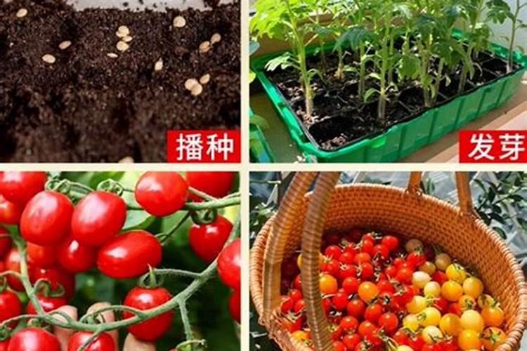 芒果用什么叶面肥好？