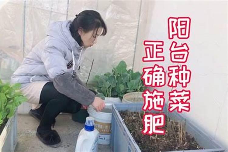 蔬菜很多黄叶什么肥料可以改善呢？