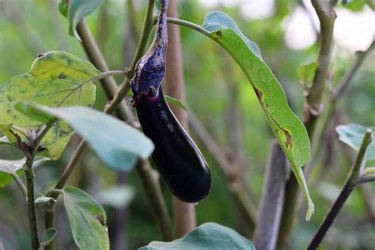 种植茄子发生了冻害,都有哪些注意事项？