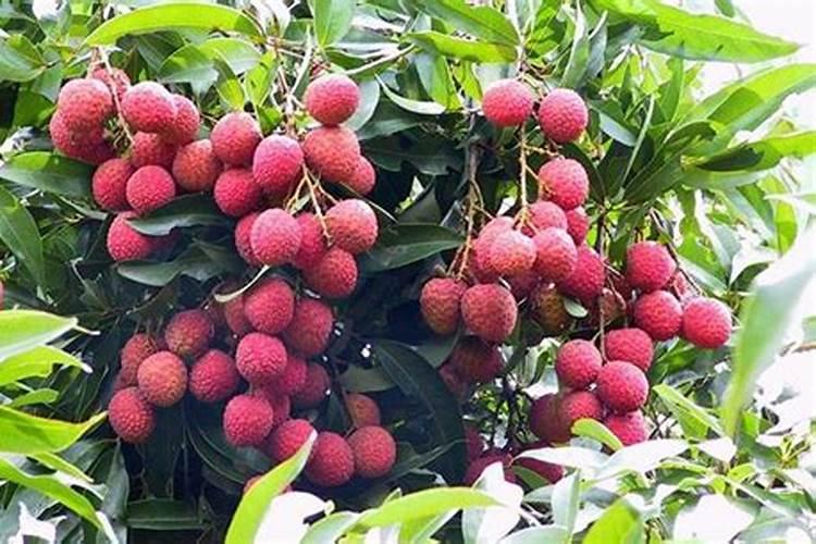 鱼蛋白肥料的功效与作用