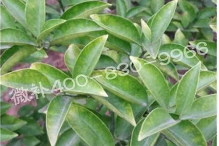 香水柠檬皮厚可以需硼肥施肥吗