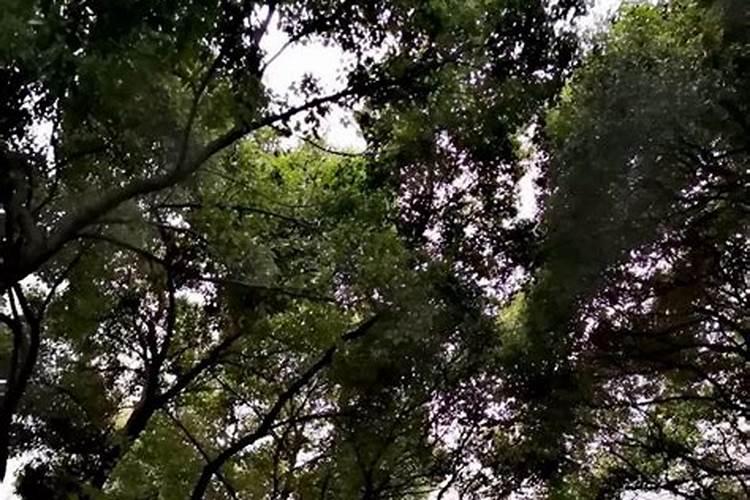 我裁了一片香樟树桩,老是不发芽,请问有什么办法？