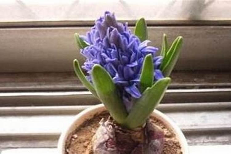 花朵凋谢后的风信子怎么养