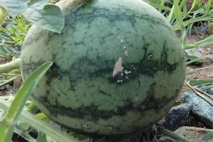茼蒿菜怎么种植