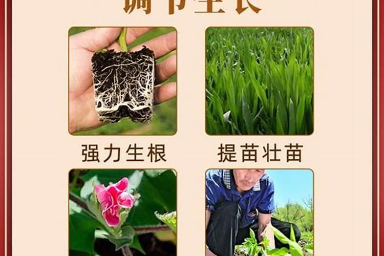 如何让吊兰快速生根