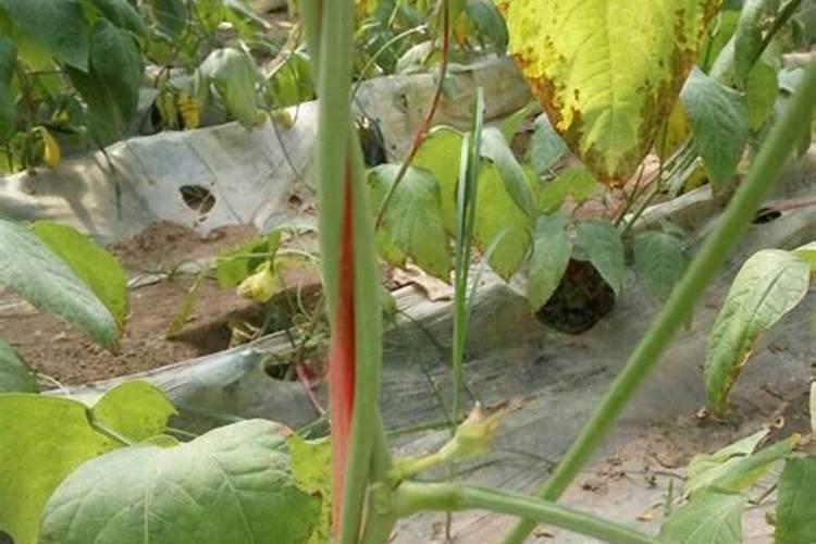 豇豆追肥用什么肥料好？