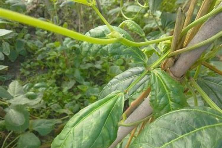 豇豆追肥用什么肥料好