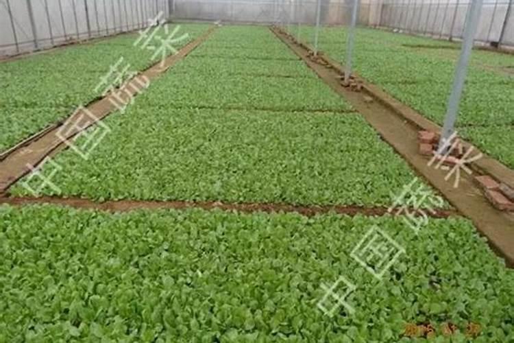 农业部正式登记的微生物肥料品种