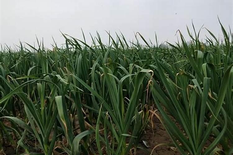 种大蒜可以用复合肥做底肥吗 种大蒜怎么施肥