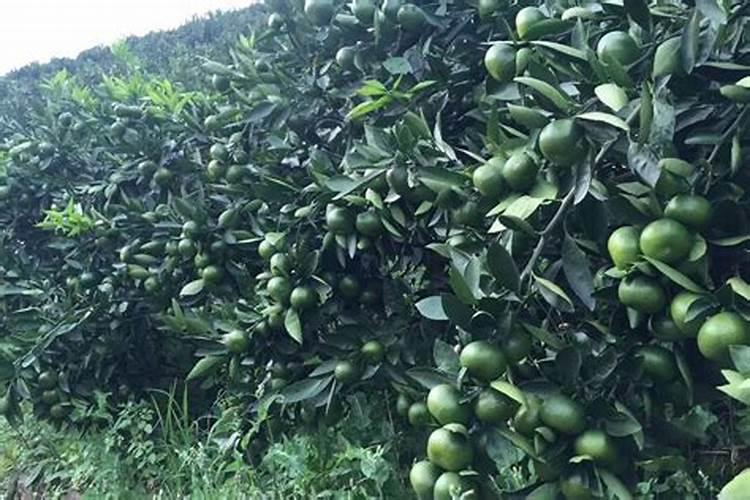 西瓜结果了需要施什么肥料