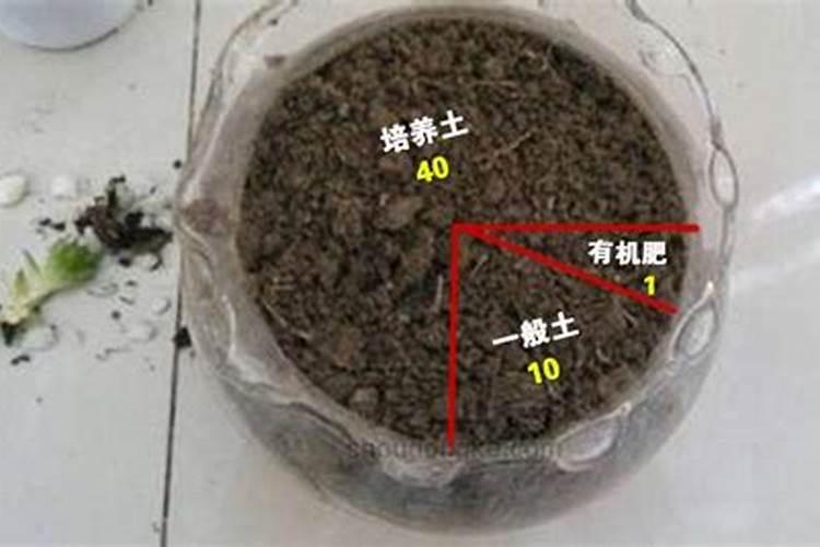 芦荟怎么施肥