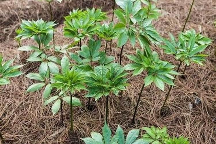 怎样确定烟草的磷肥施用量？