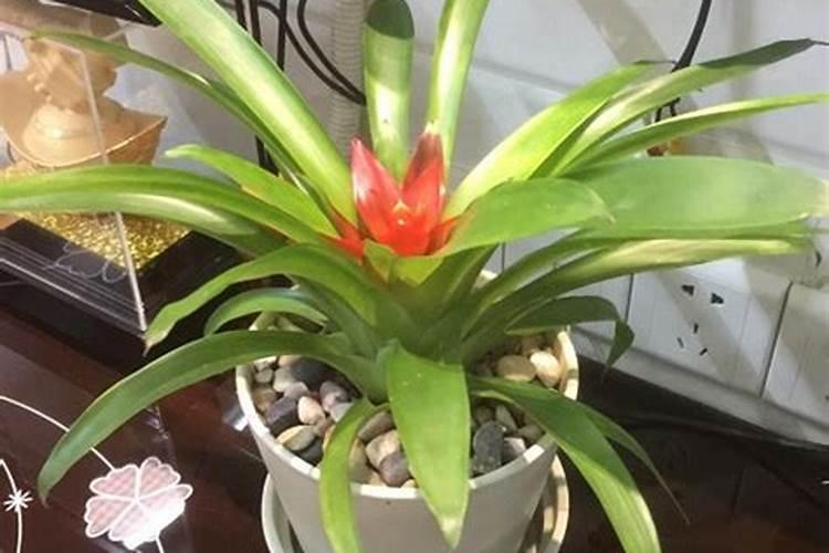 鸿运当头怎么施肥