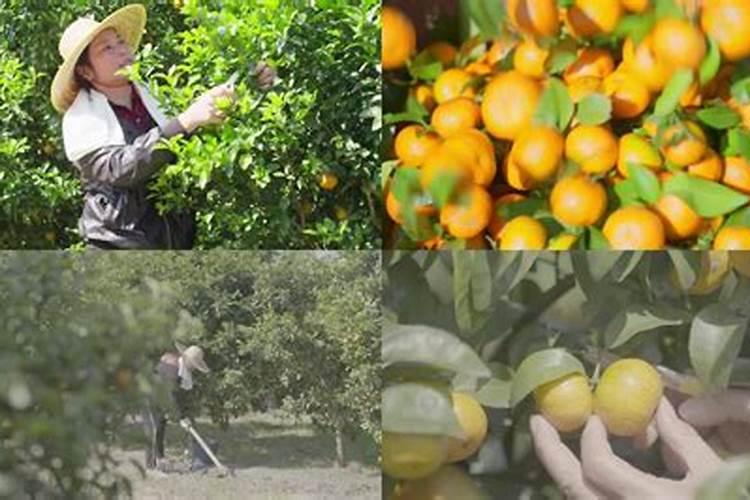 橘子树种植和施肥技巧