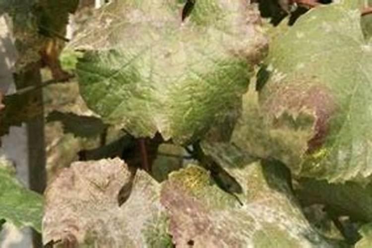 什么情况下需要喷叶面肥 绿植叶面肥施用指南