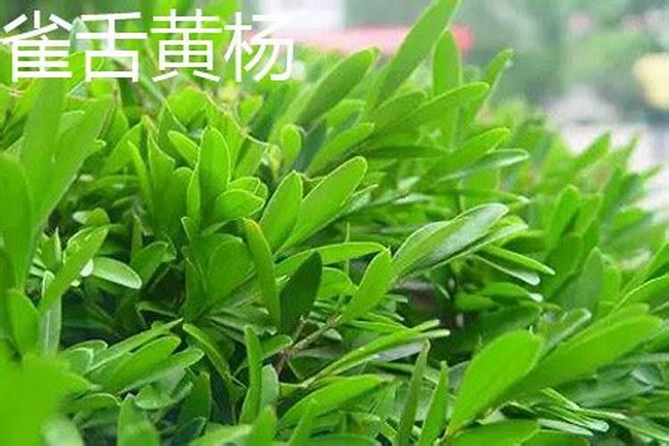 水溶肥和有机肥区别