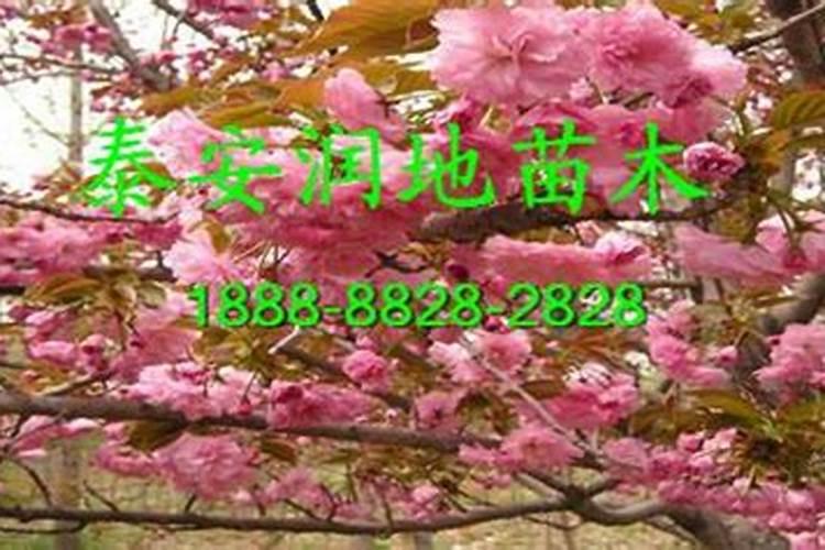 5公分紫叶矮樱批发价格多少钱