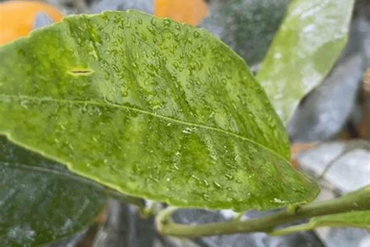 沃柑花期如何施肥保花保果？