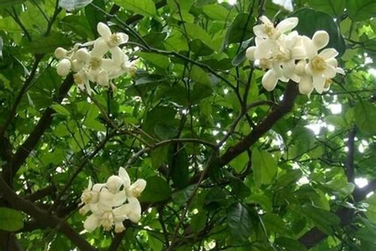 柚子开花期的管理方法