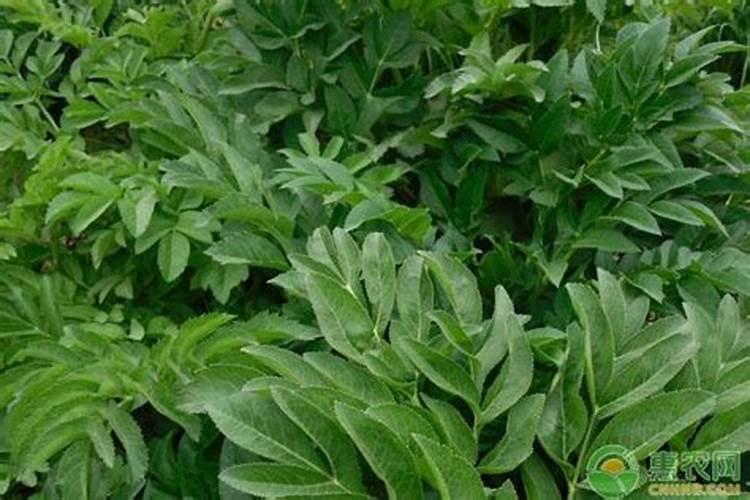 白芷的种植方法及条件